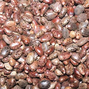 Aamanaku Vithai (Seeds)