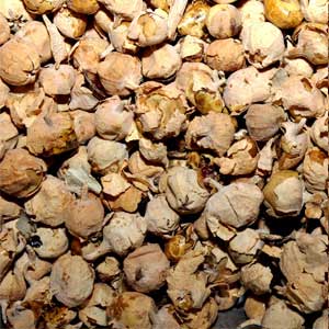 Eelalinji Vithai (Panner Poo Seeds)