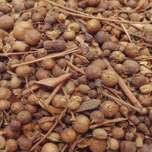 Maruthani Vithai (Seeds)