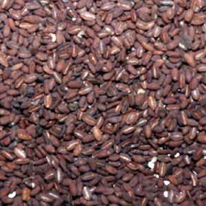 Naththai Soori Vithai (Seeds)