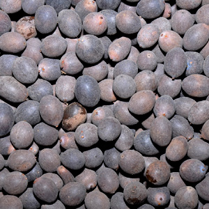Thamarai Vithai (Seeds)